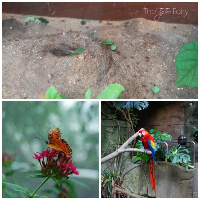 Looking for a great vacation idea? Check out @MoodyGardens! Come see our review! @usfg #ad | The TipToe Fairy