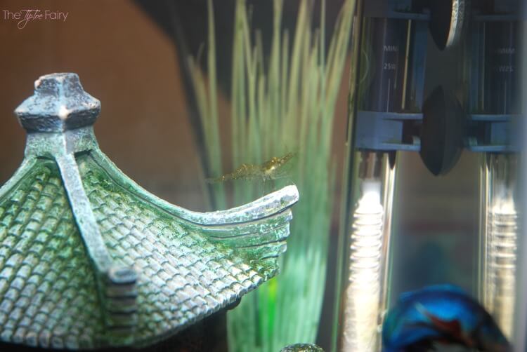 8 Reasons Having a Pet FISH is Awesome! #ad @PetSmart #pets #family