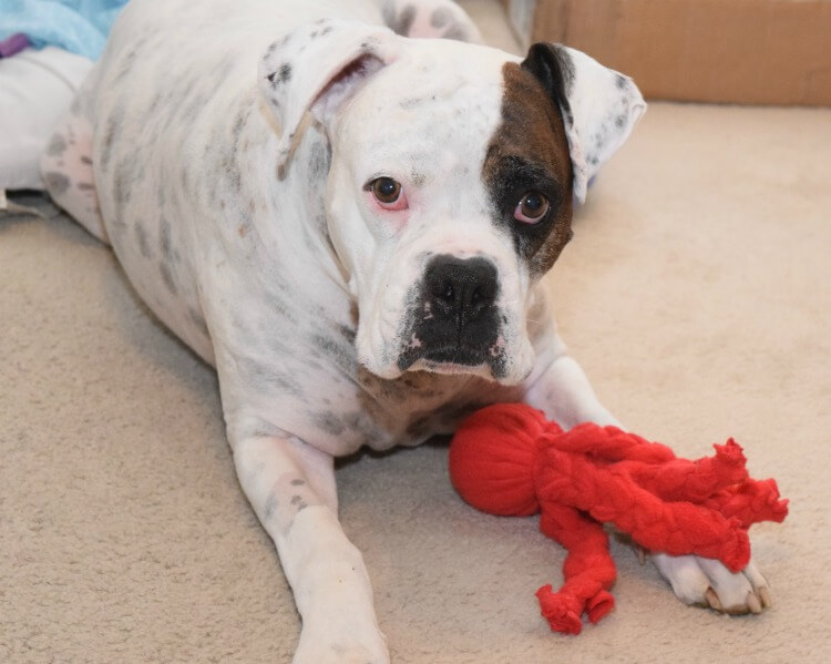 diy dog toys with tennis balls