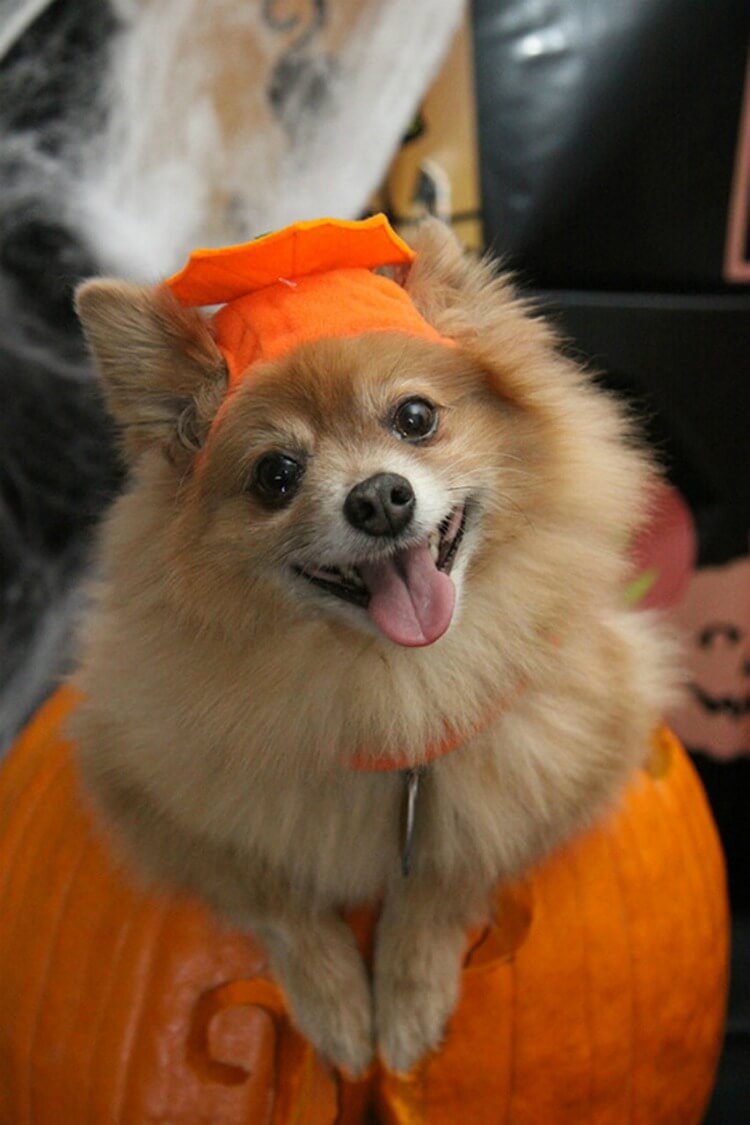 How to Make Your Fur Baby a Halloween Hit #halloween #pet