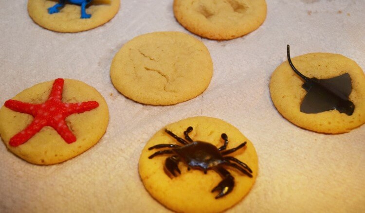 Cookie Fossils for Kids - warm cookies & animals