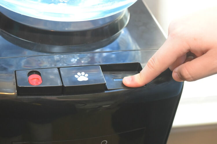 Pushing the buttons on the Primo Water Dispenser.