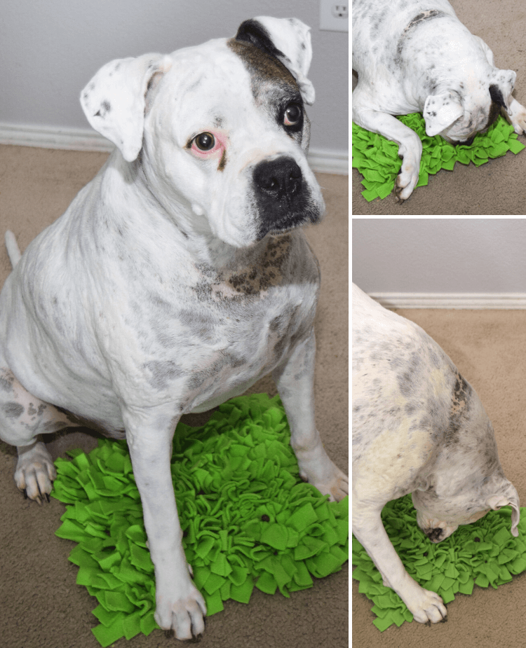 Hank the Boxer dog loves his DIY Pet Snuffle Mat