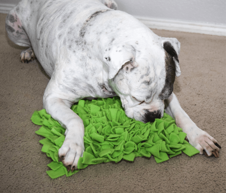 DIY snuffle mat and lick mat (from the Dollar store) that my cat